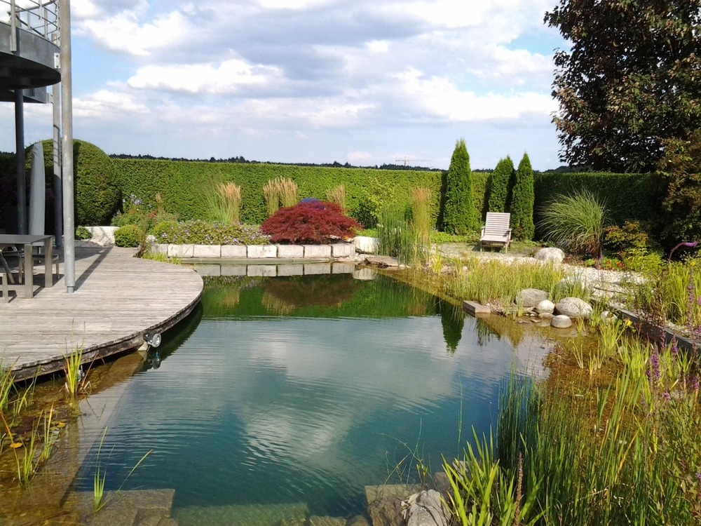 Natural swimming pools: what they are and why commercial facilities are choosing them